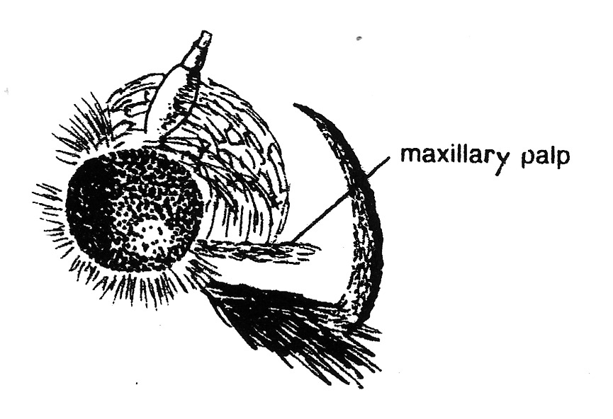 Head of Acrocercops brongniardella (Gracillariidae).
